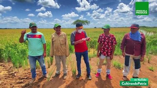Cultivando Patria Episodio: Conoce los cultivos de arroz en la Agropecuaria San Francisco de Asís en Guárico