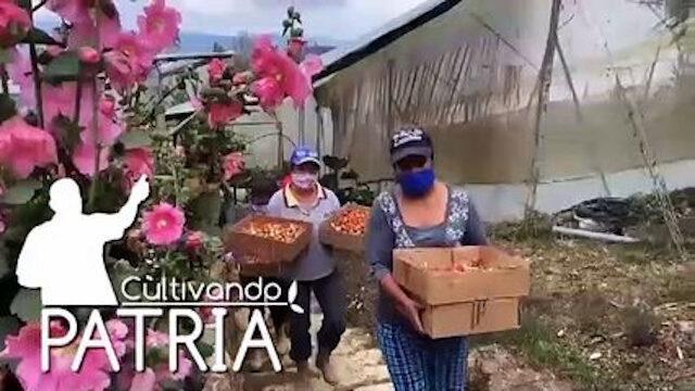 Cultivando Patria Episodio: Centro Genético Ebenezer se posiciona como el segundo rebaño más grande del país
