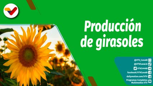 Cultivando Patria Episodio: Cultivo, cuidado y producción agrícola de girasoles