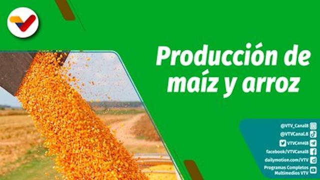 Cultivando Patria Episodio: Enasa en Portuguesa incrementa y garantiza la producción de maíz y arroz